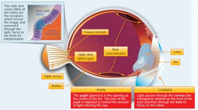 Pilot Handbook of Aeronautical Knowledge, The Human Eye
