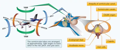 Angular Acceleration and Semicircular Tubes