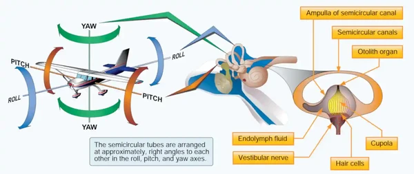 Angular Acceleration and Semicircular Tubes