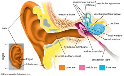 The physiology of balance: vestibular function