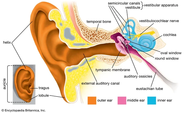 The physiology of balance: vestibular function