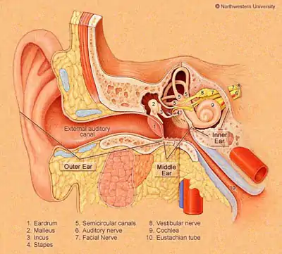 Ear Diagram