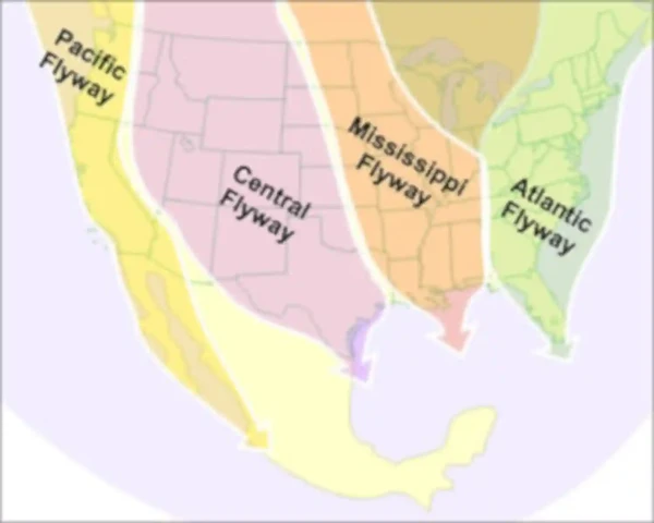 Major Migratory Flyways, U.S. Fish and Wildlife Service