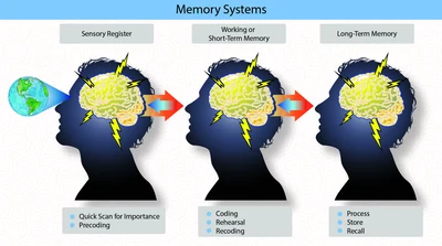 Information processing within the sensory register, working on short-term memory, and long-term memory includes complex coding, sorting, storing, and recall functions.