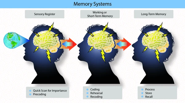 Information processing within the sensory register, working on short-term memory, and long-term memory includes complex coding, sorting, storing, and recall functions.