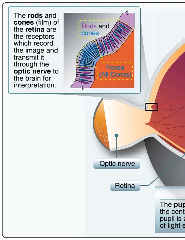 The human eye.
